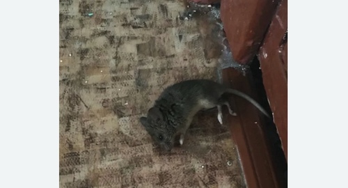 Дезинфекция от мышей в Константиновске