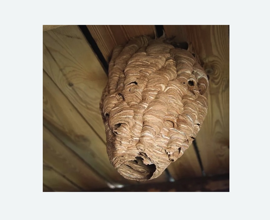 обработка от шершней в Константиновске