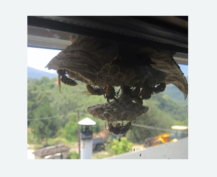 Уничтожение гнёзд шершней в Константиновске