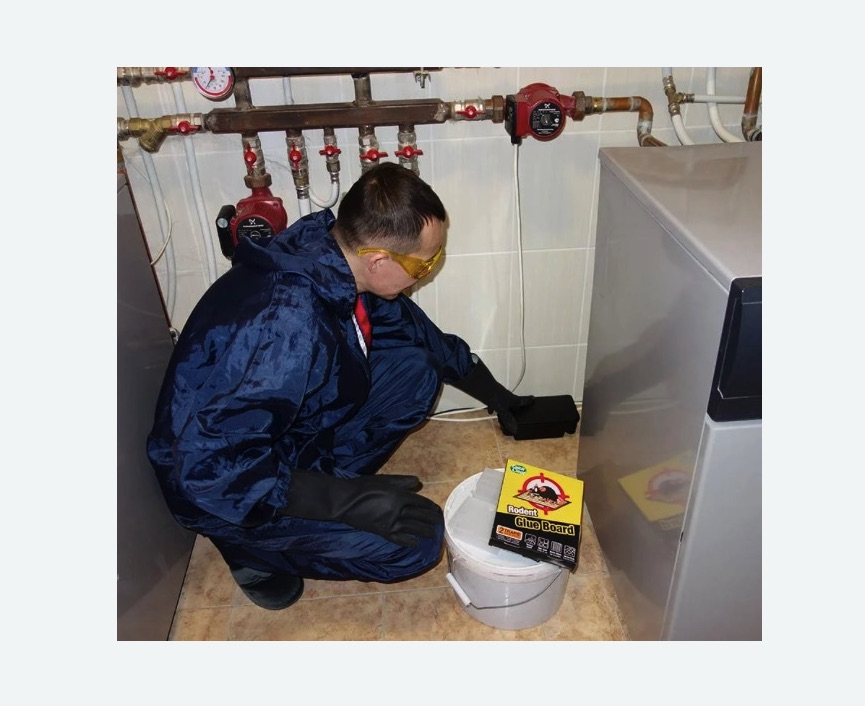 Уничтожение крыс в Константиновске