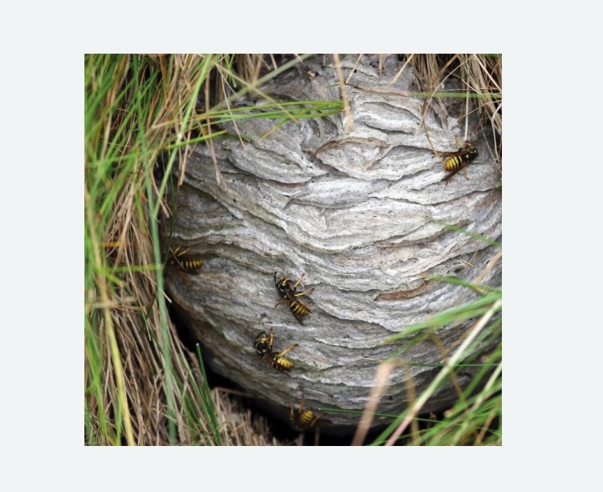 Уничтожение ос и ульев в Константиновске